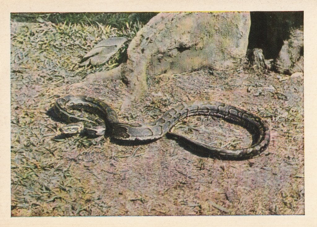 CHROMO  PYTHON, Collections, Envoi, Comme neuf, Animal, Gravure