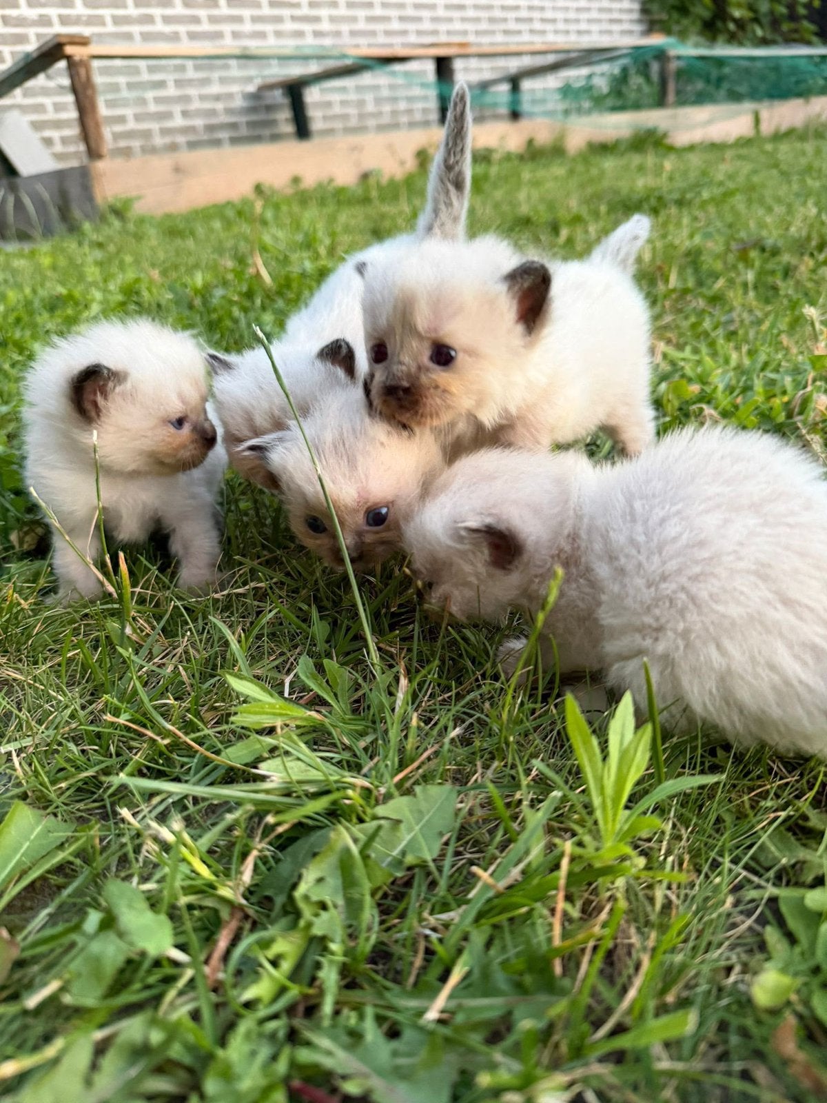 Prachtige raszuivere Ragdoll kittens te koop, Dieren en Toebehoren, Meerdere dieren, Met stamboom, 0 tot 2 jaar