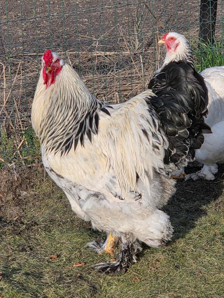 Brahma hanen 15€/st (1 jaar oud), Dieren en Toebehoren, Pluimvee