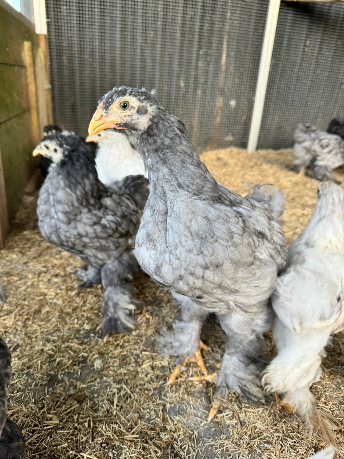Blauwe brahma haantjes, Dieren en Toebehoren, Pluimvee