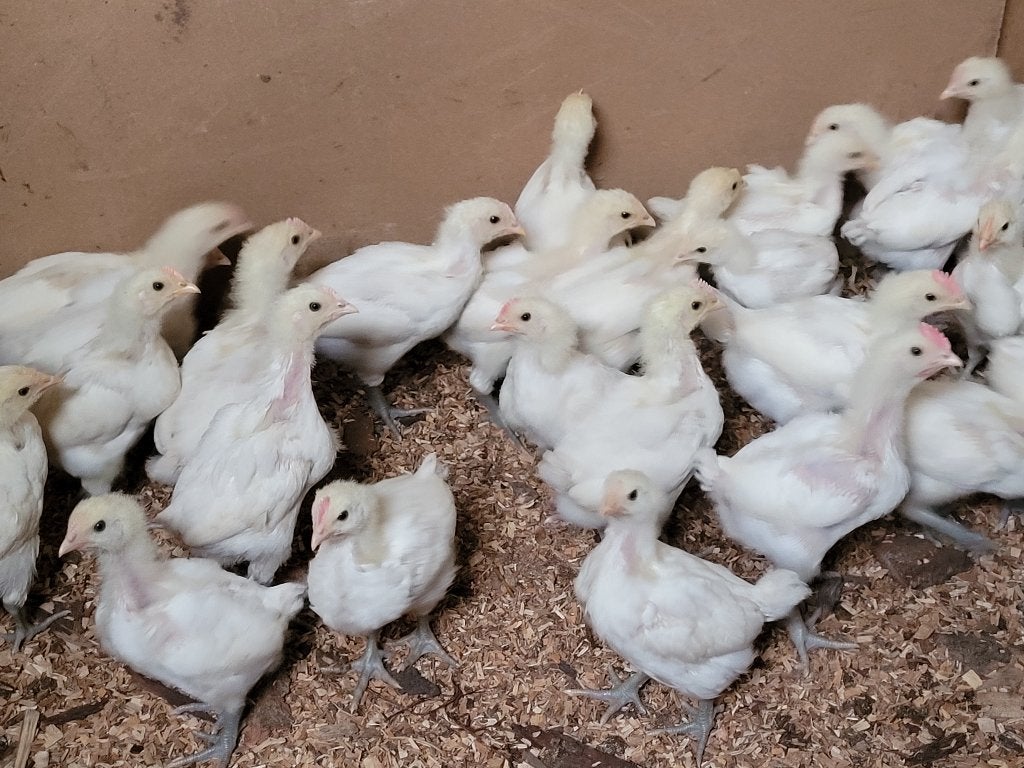 Kuikens Poule de Bresse