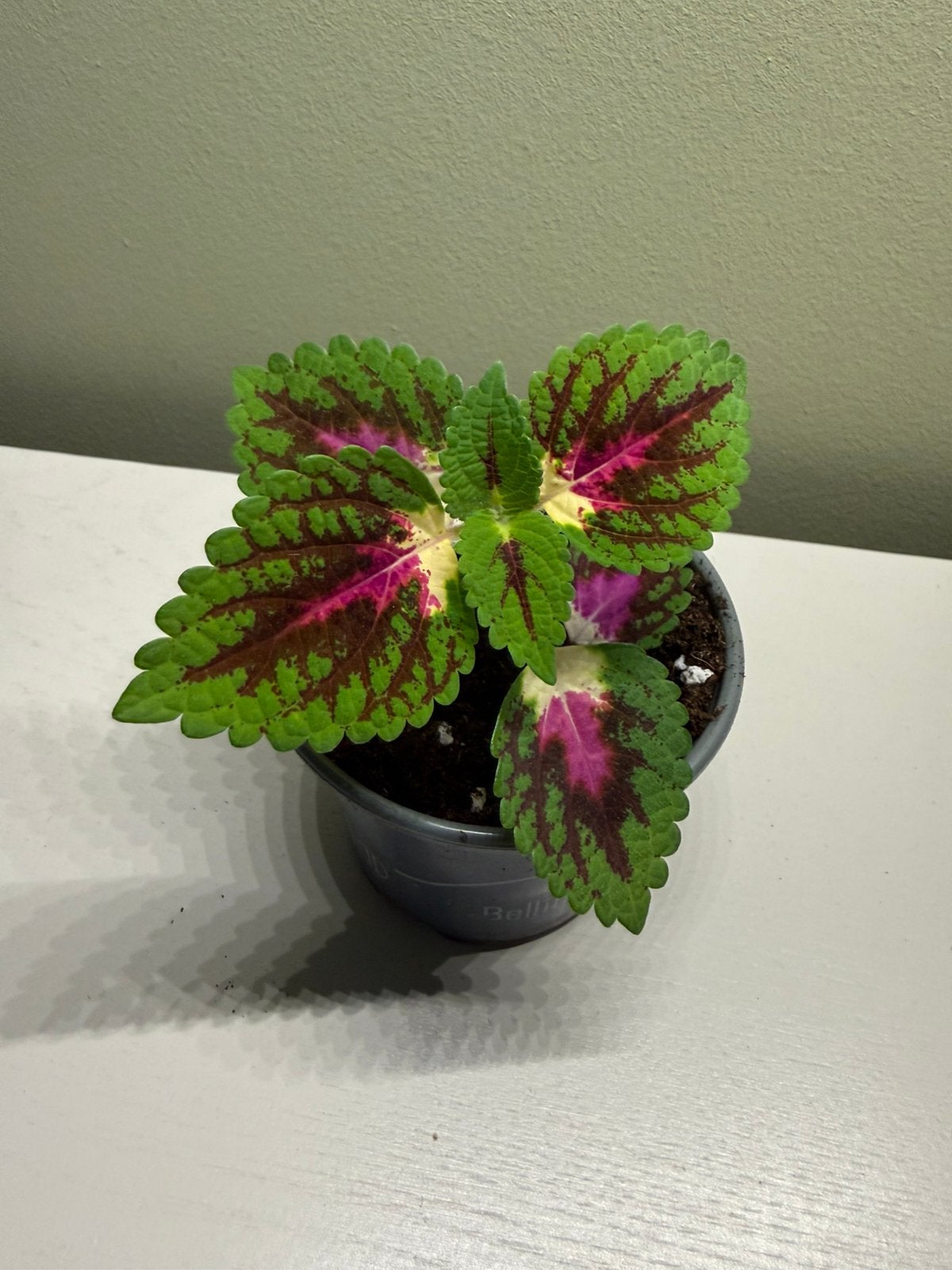 Coleus, Autres espèces, En pot, Moins de 100 cm, Plante verte