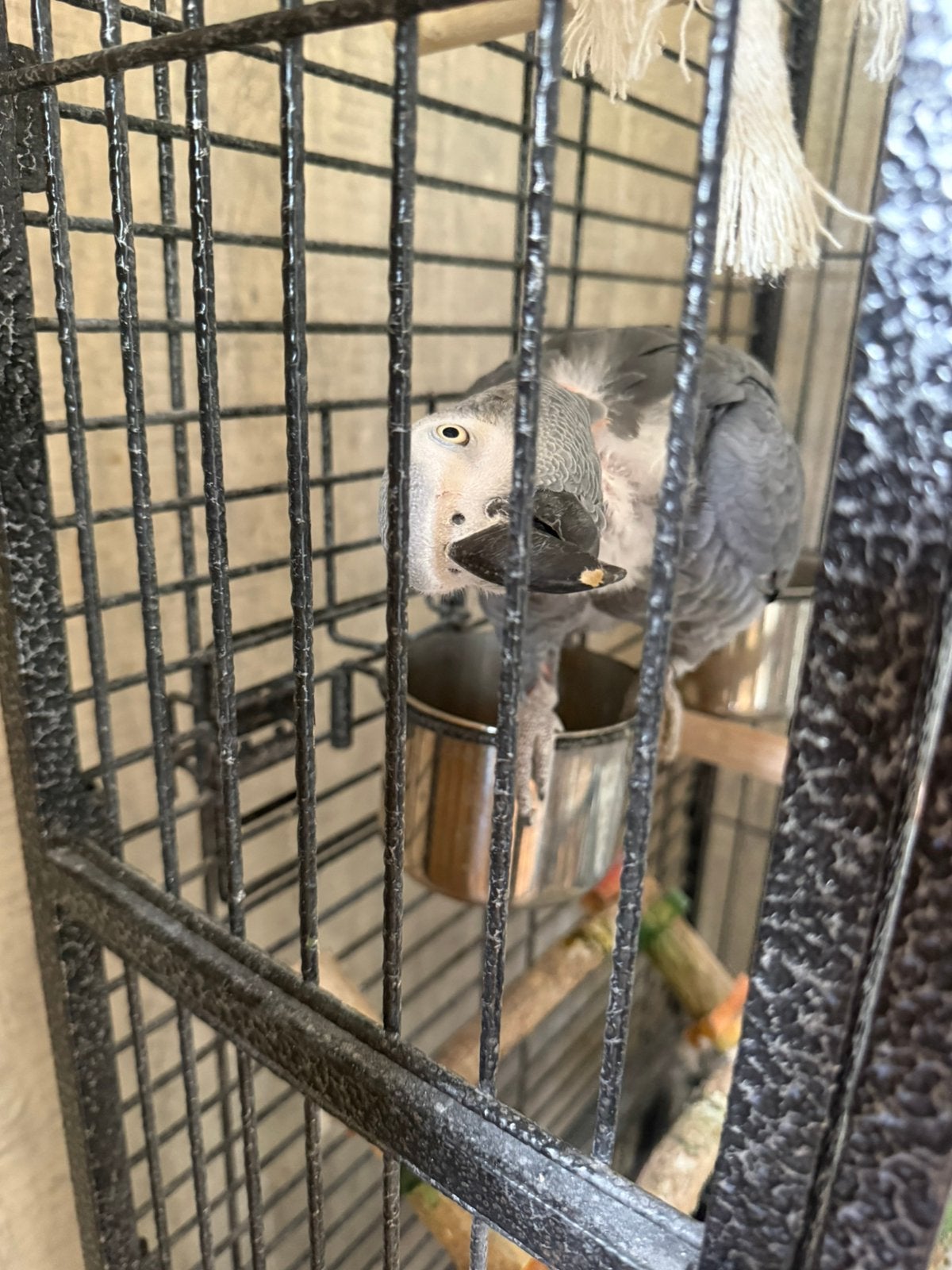 Chico zoekt goeie thuis met kooi !, Mannelijk, Papegaai, Pratend