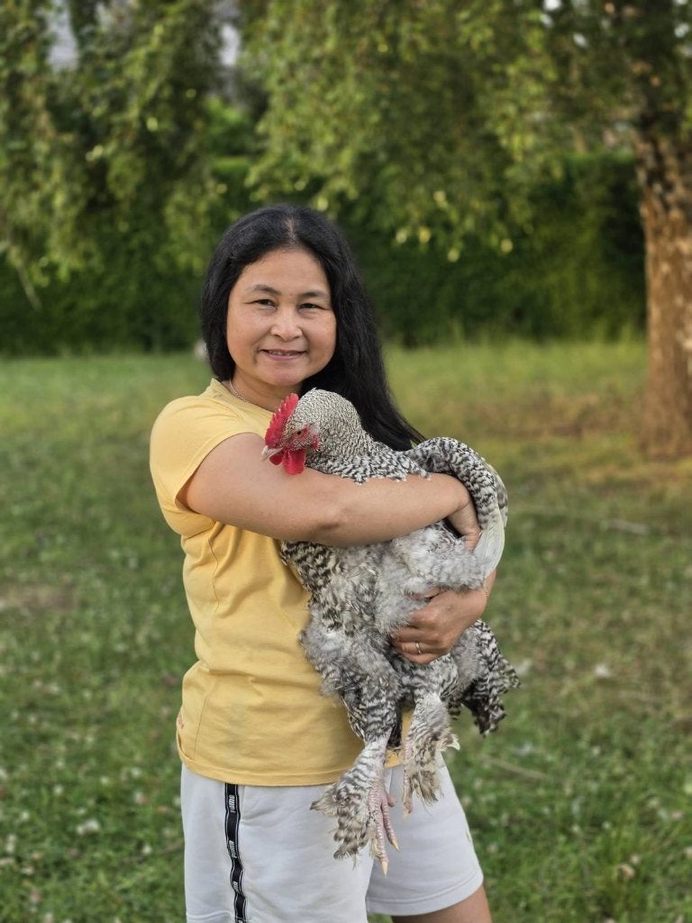 Coucou de Malines Haan, Mâle, Poule ou poulet
