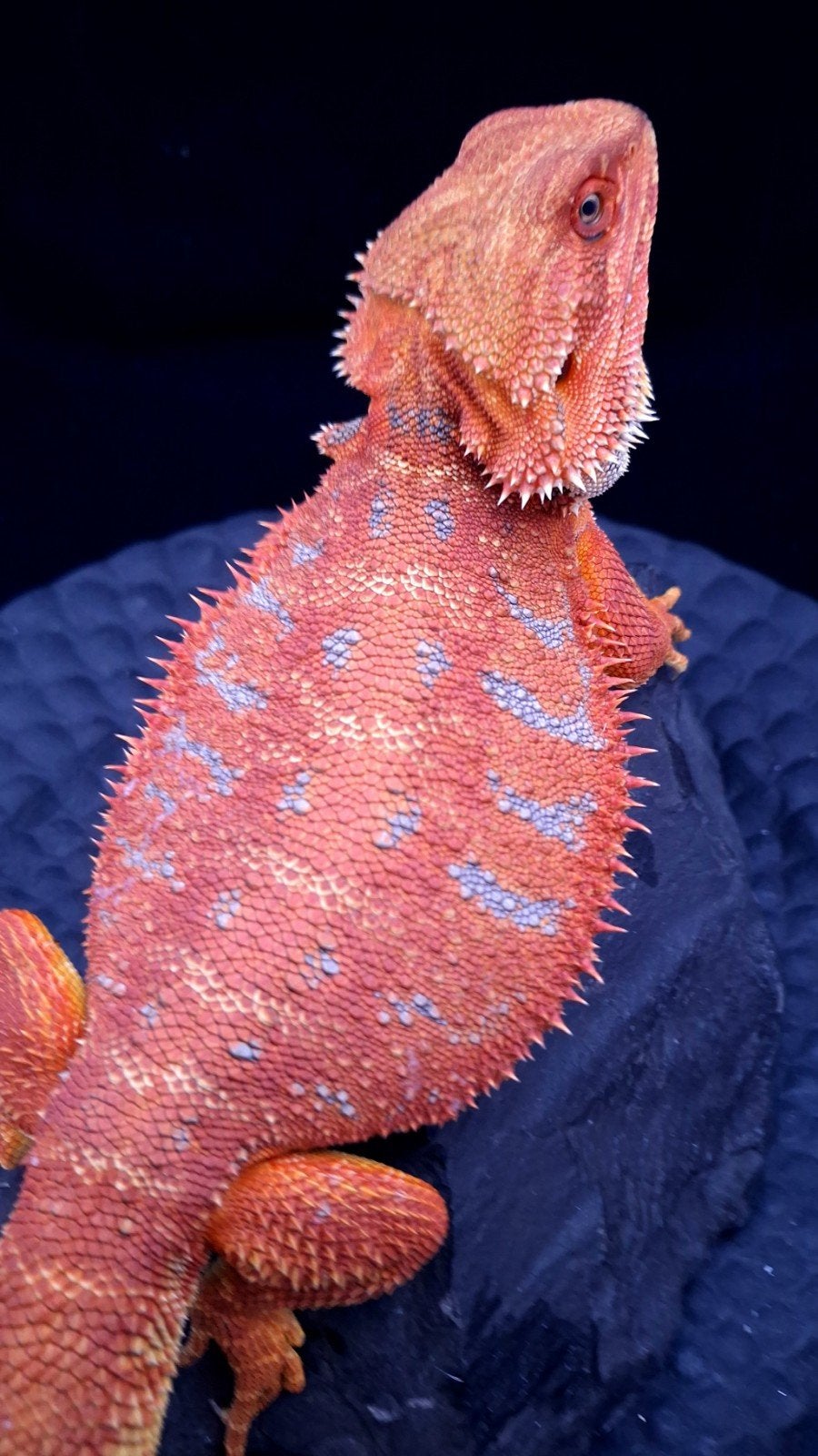 50% Red Monster Extreme Blue Tiger Baardagaam Man (Holdback), Lézard, 0 à 2 ans