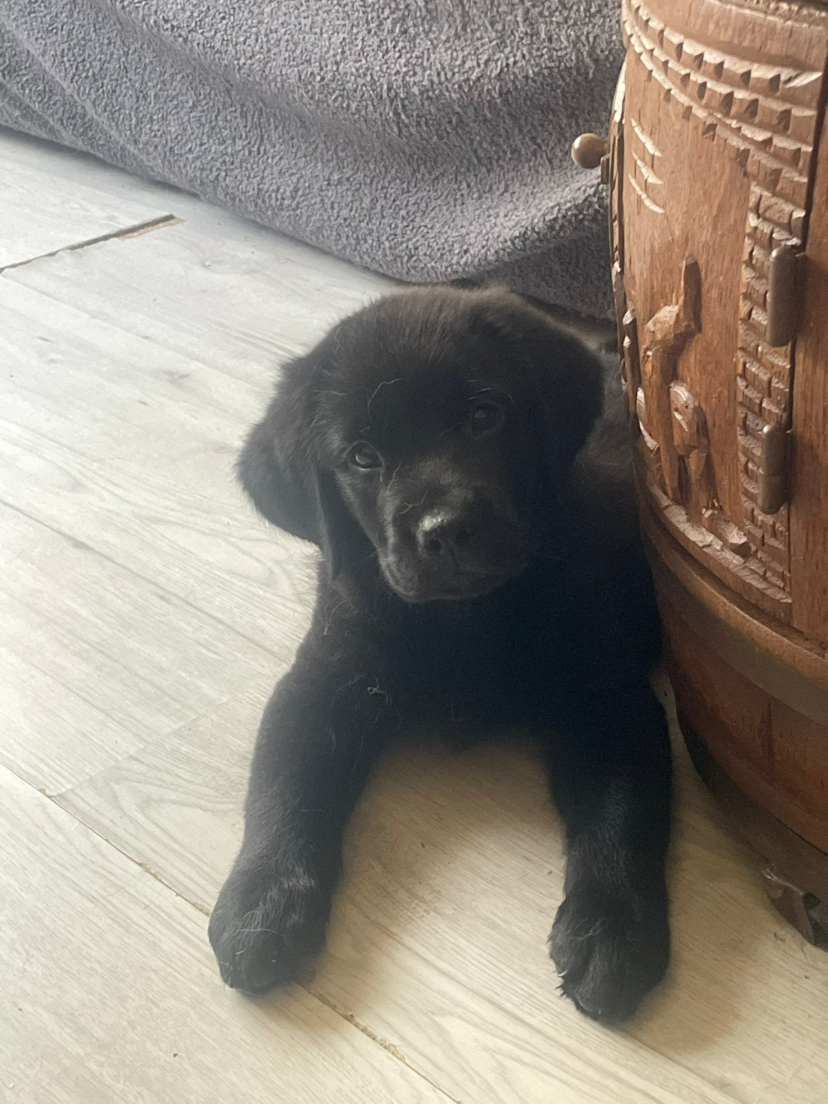 Echt in huis gegokte labrador pup, België, Fokker | Hobbymatig, Reu, 8 tot 15 weken