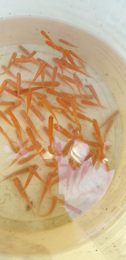 GOLD ELRITSEN NOG 55 STUKS, Dieren en Toebehoren