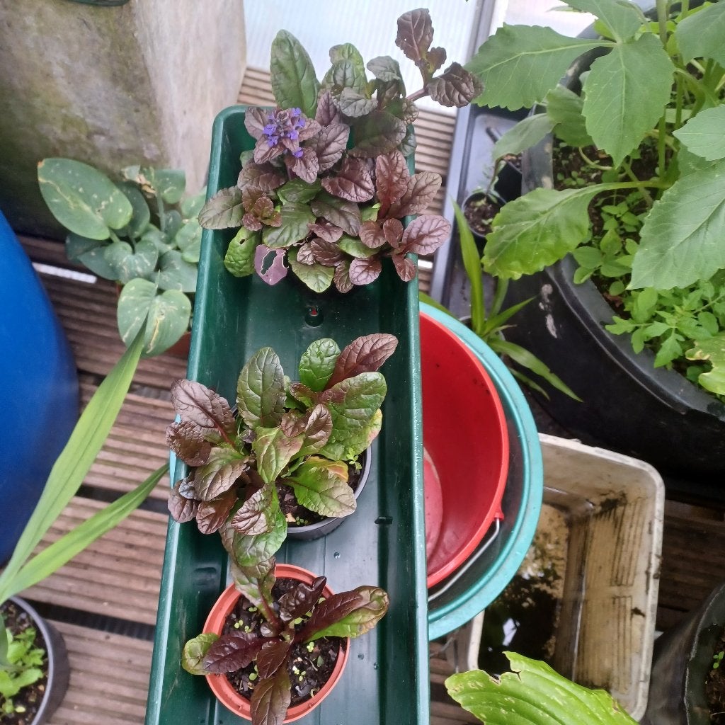 Ajuga reptans, Printemps, Couvre-sol, Enlèvement, Plante fixe