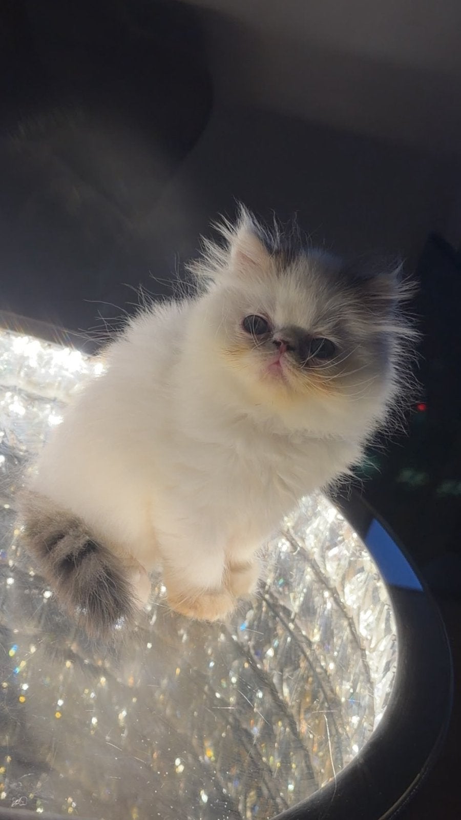 Perzisch kitten uit de Himalaya, Kater, Gechipt, 0 tot 2 jaar