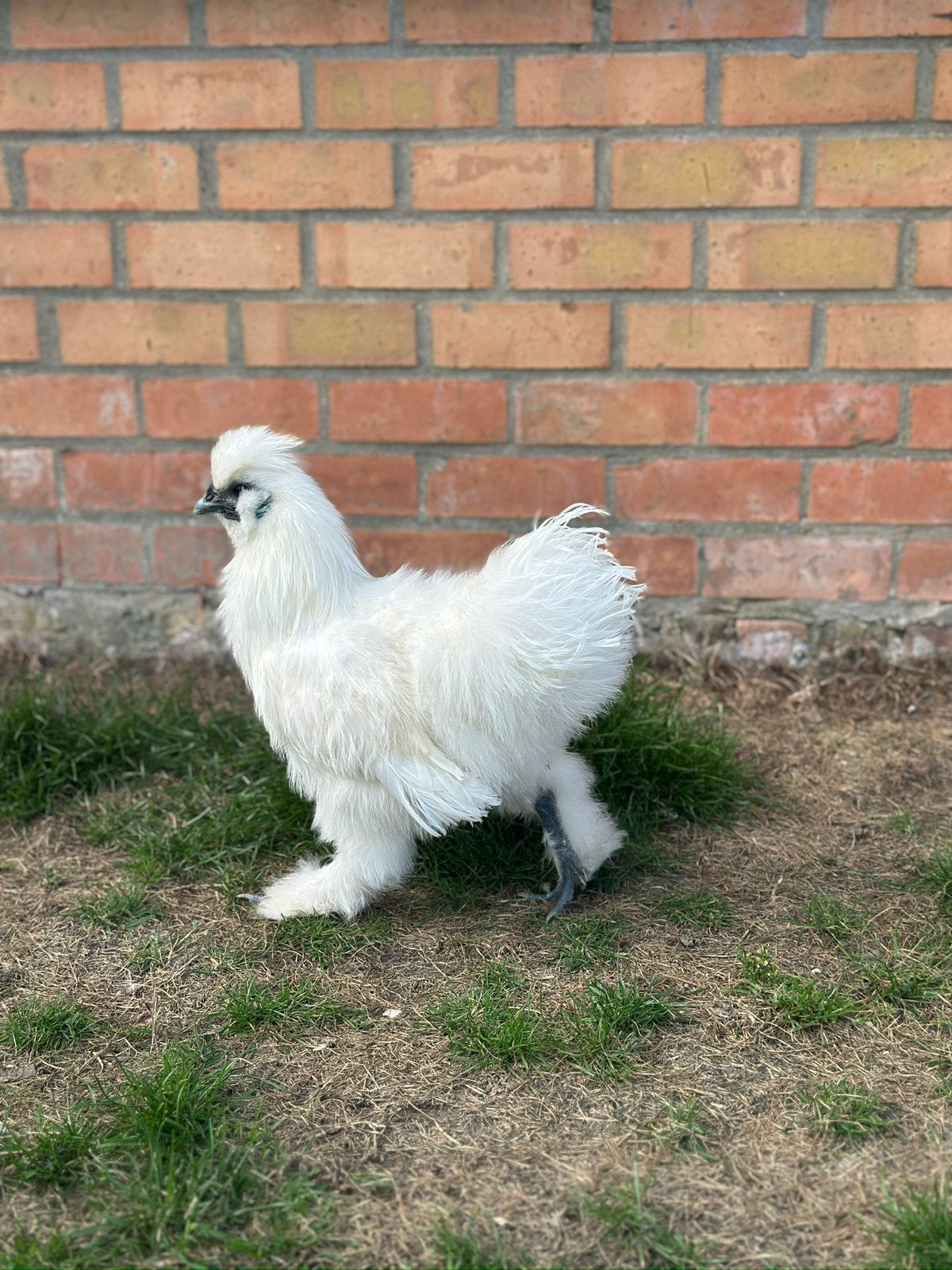 Zijdehoen haan, Dieren en Toebehoren