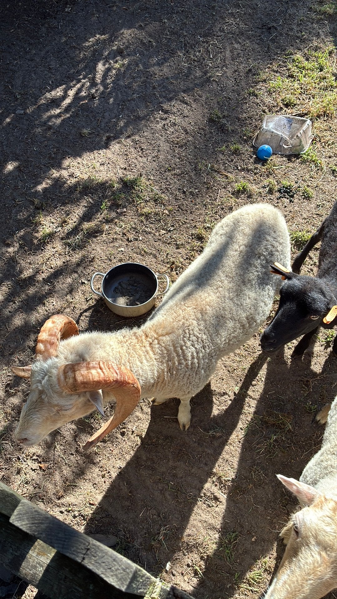 Ouessant ram