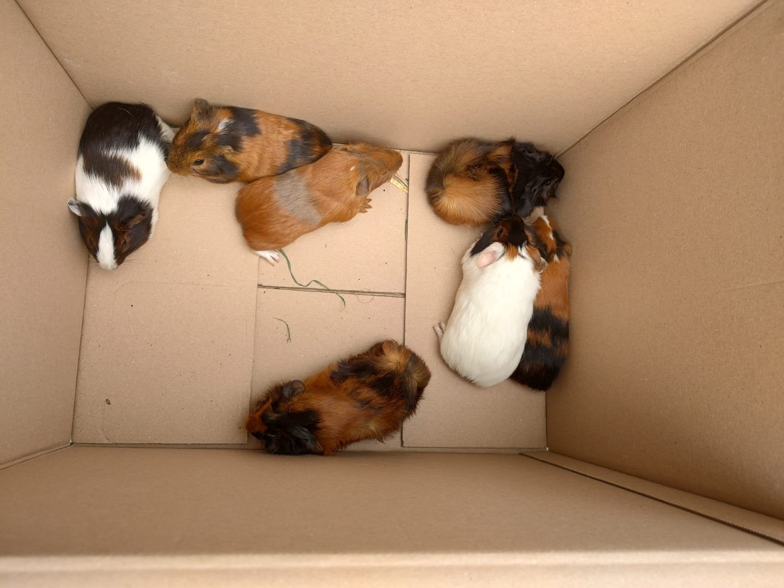 Cavia's, Juin