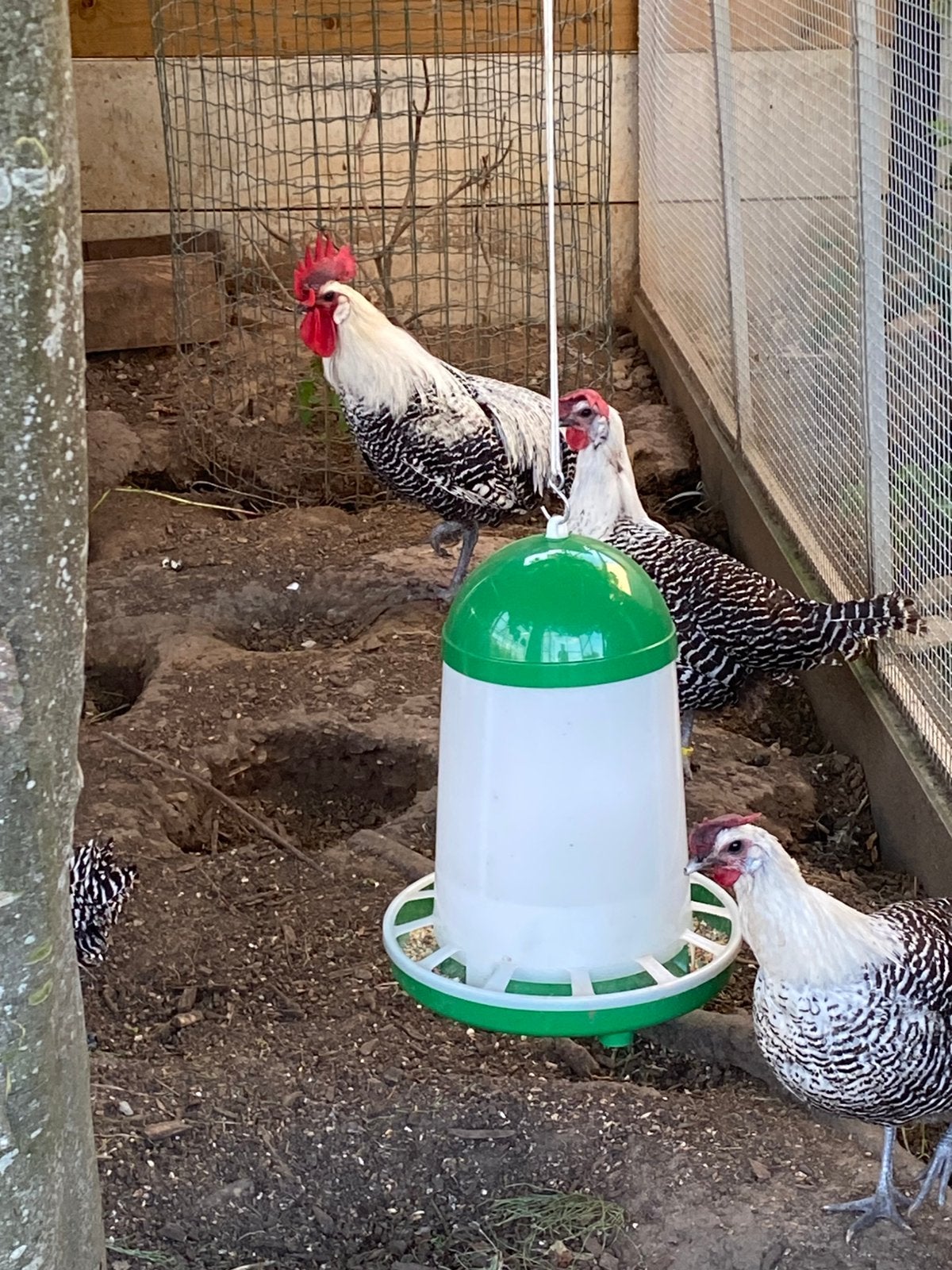 Kweek, Plusieurs animaux, Poule ou poulet