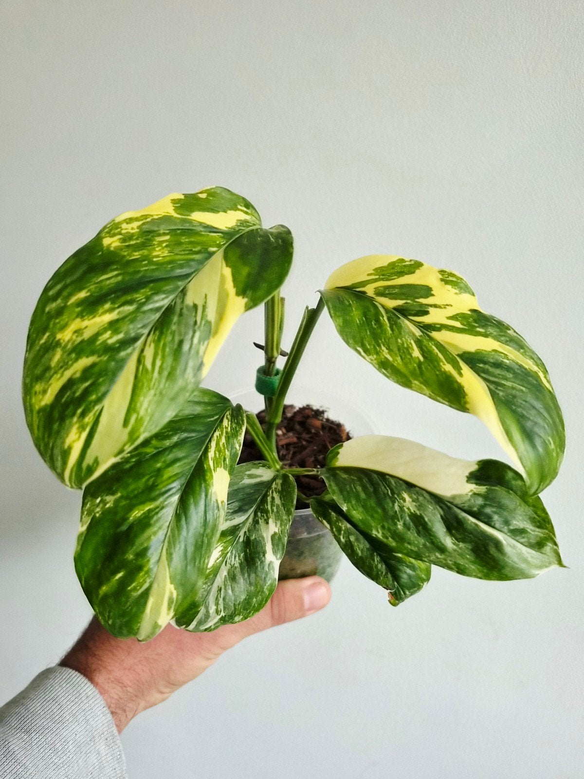 Monstera Lechleriana variagata, Autres espèces, En pot, Enlèvement ou Envoi, Moins de 100 cm