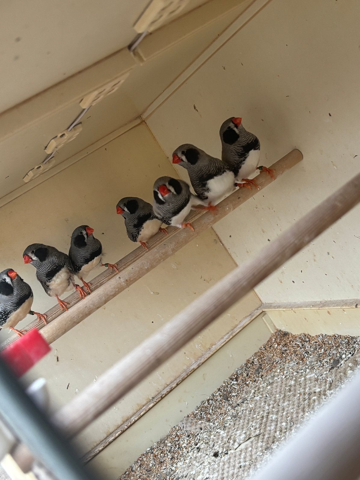 Zwartwang zebravink, Meerdere dieren, Tropenvogel, Geringd