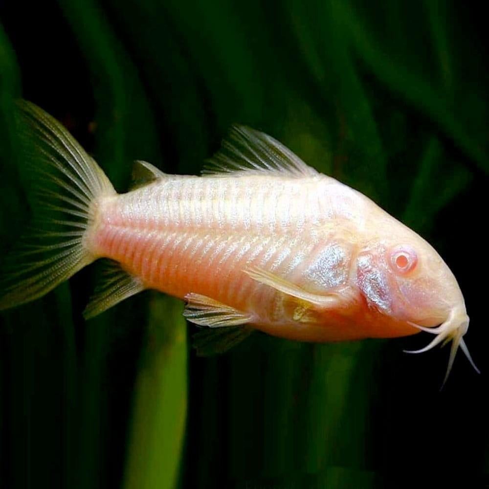 Koppel Corydoras albino, Dieren en Toebehoren