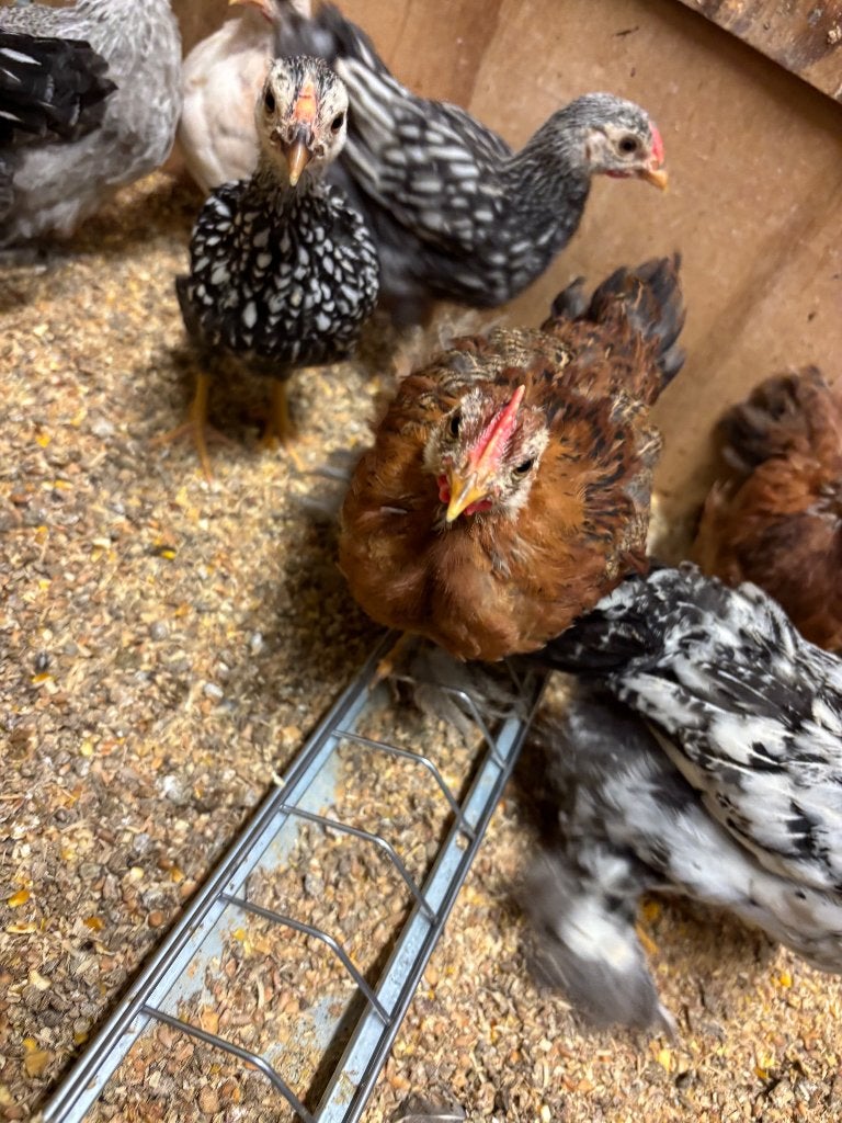 Cochin en wyandotte  kuikens, Dieren en Toebehoren, Meerdere dieren, Kip
