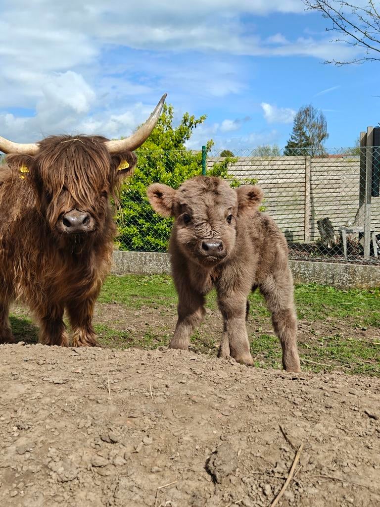 UNIEK - Mini schotse hooglander stierkalf, Dieren en Toebehoren, Mannelijk, 0 tot 2 jaar
