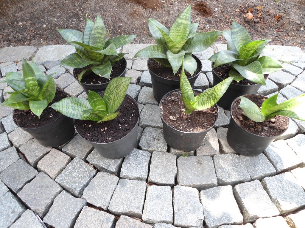 mooie sanseveria kamerplanten. Zie foto's. Luchtzuiverend., Ophalen