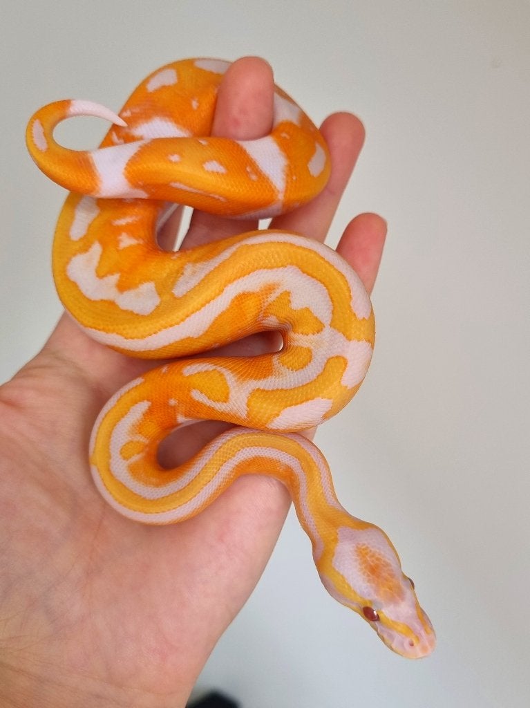 1.0 black head dreamsicle koningspython