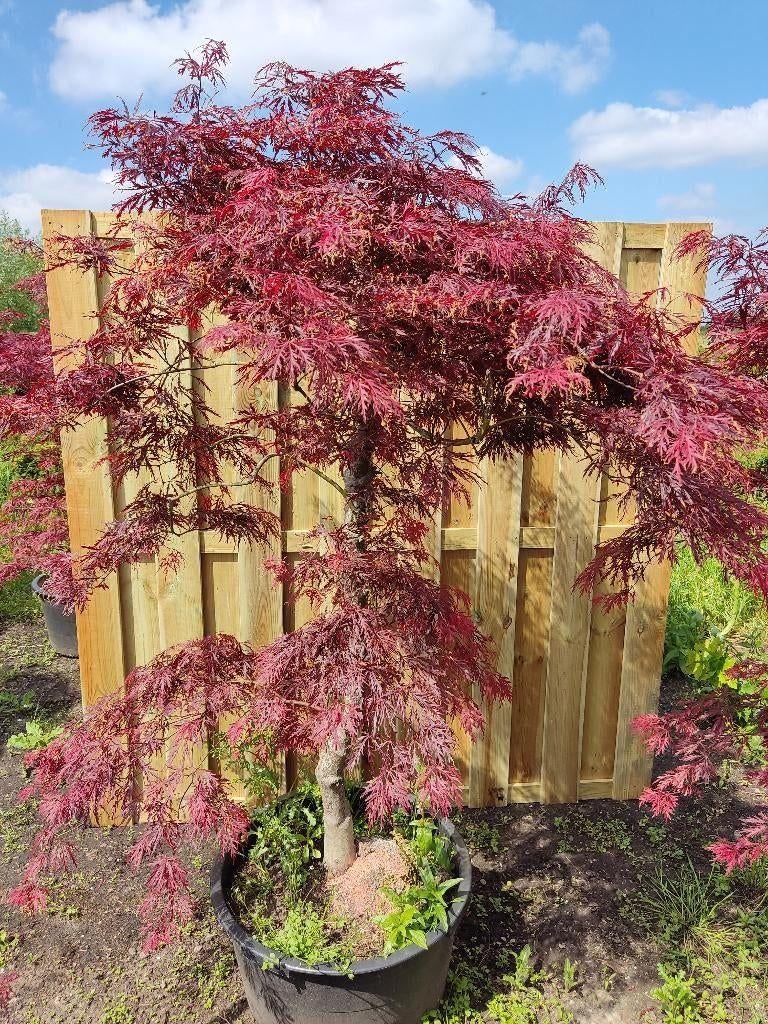 Japanse Esdoorn – Sierlijke Blikvanger voor de Tuin, Tuin en Terras, Ophalen of Verzenden