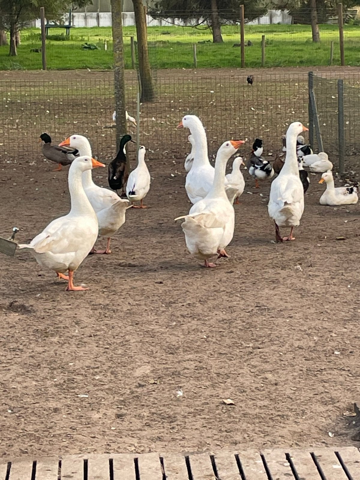 Witte ganzen, Dieren en Toebehoren, Mannelijk, Gans of Zwaan