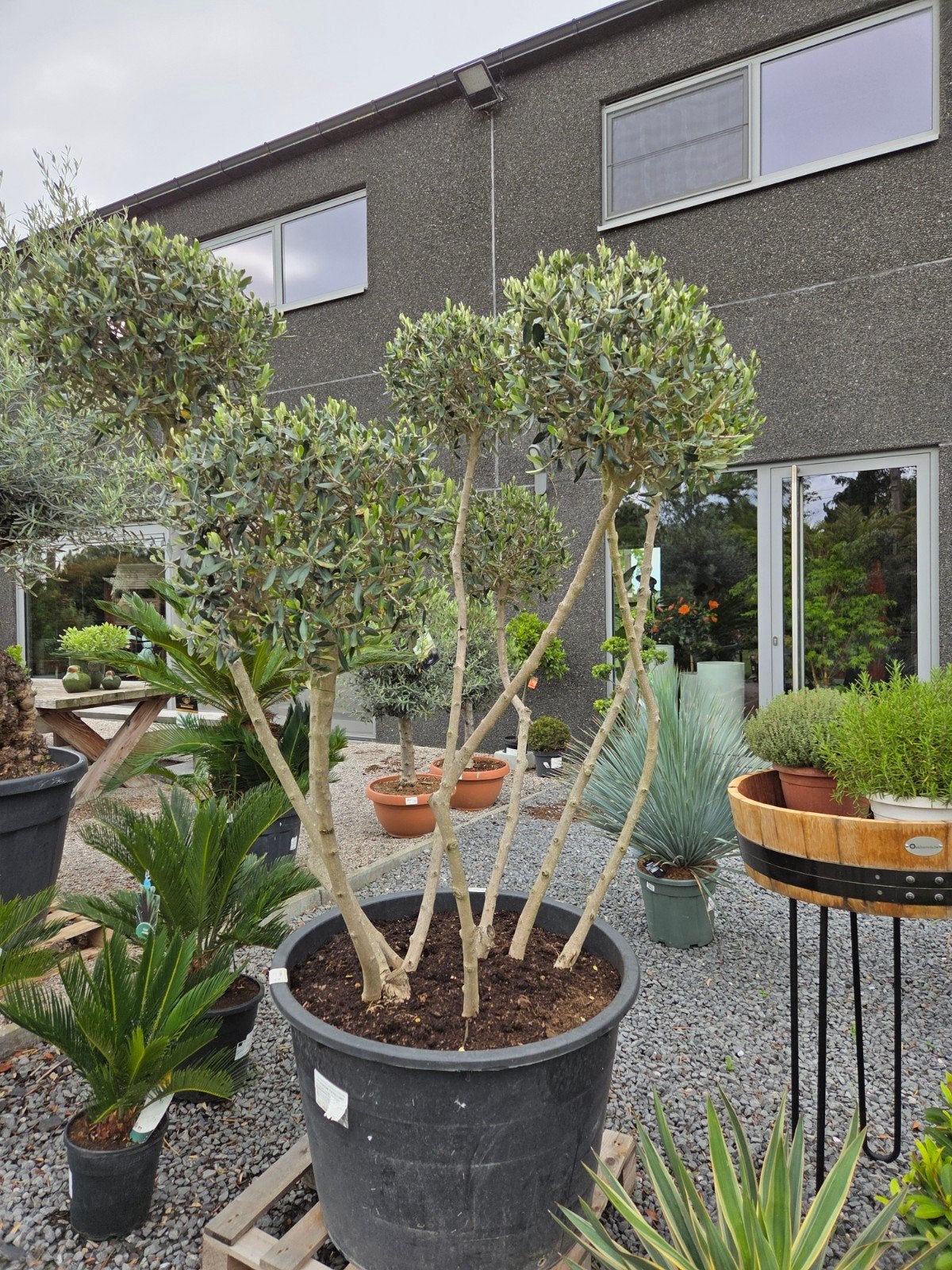 Olijfboom 'Cipressino', Enlèvement, Olivier