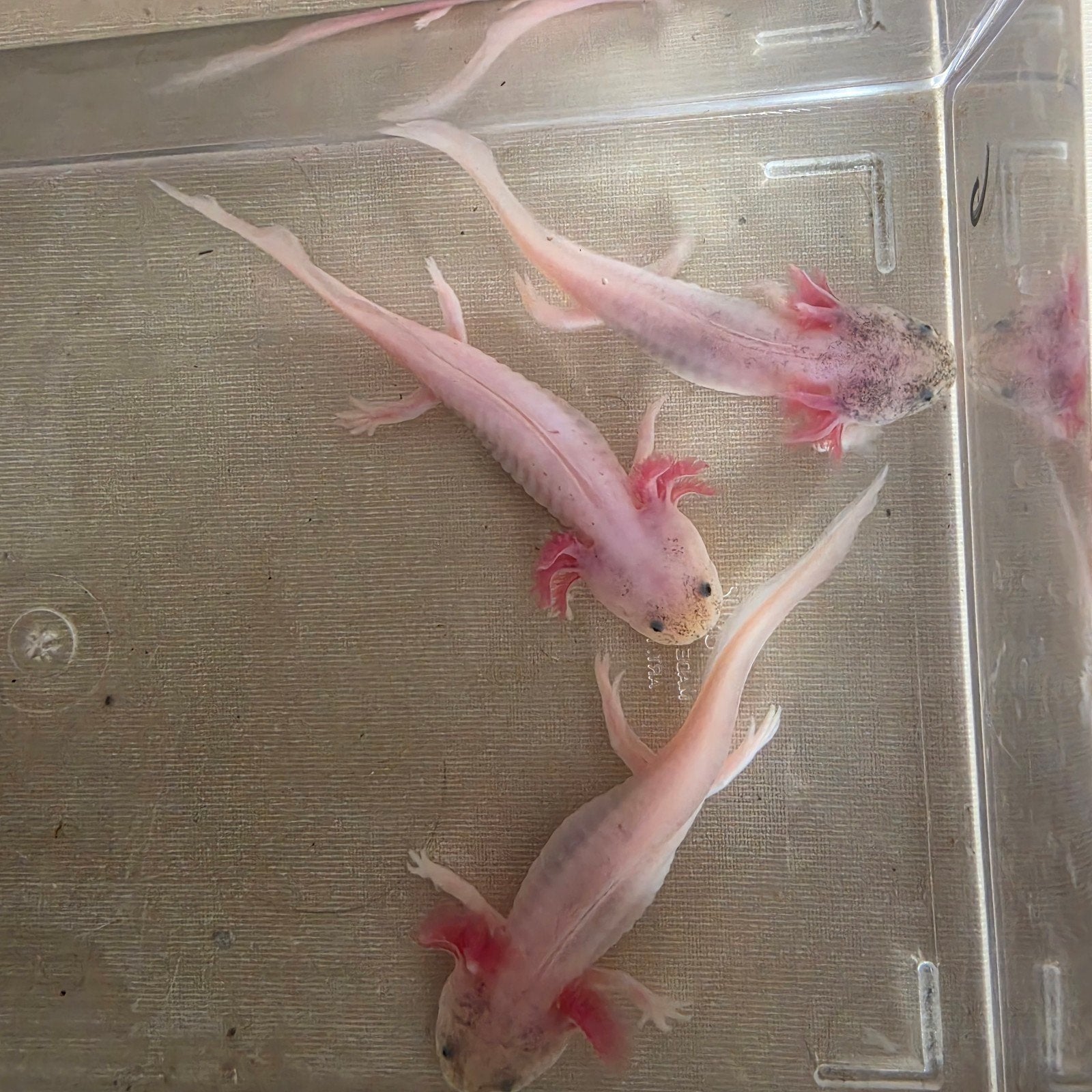 axolotl dirty leucistic, Animaux & Accessoires