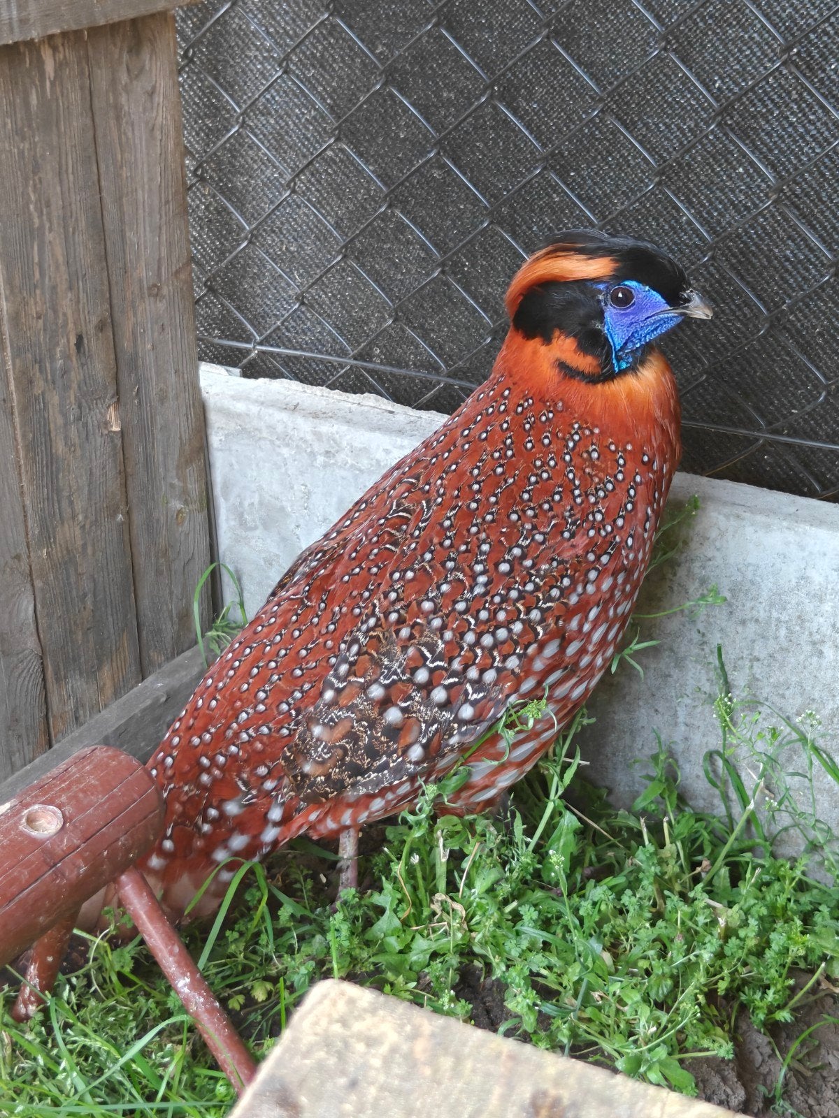 temmrick tragopaan, Dieren en Toebehoren