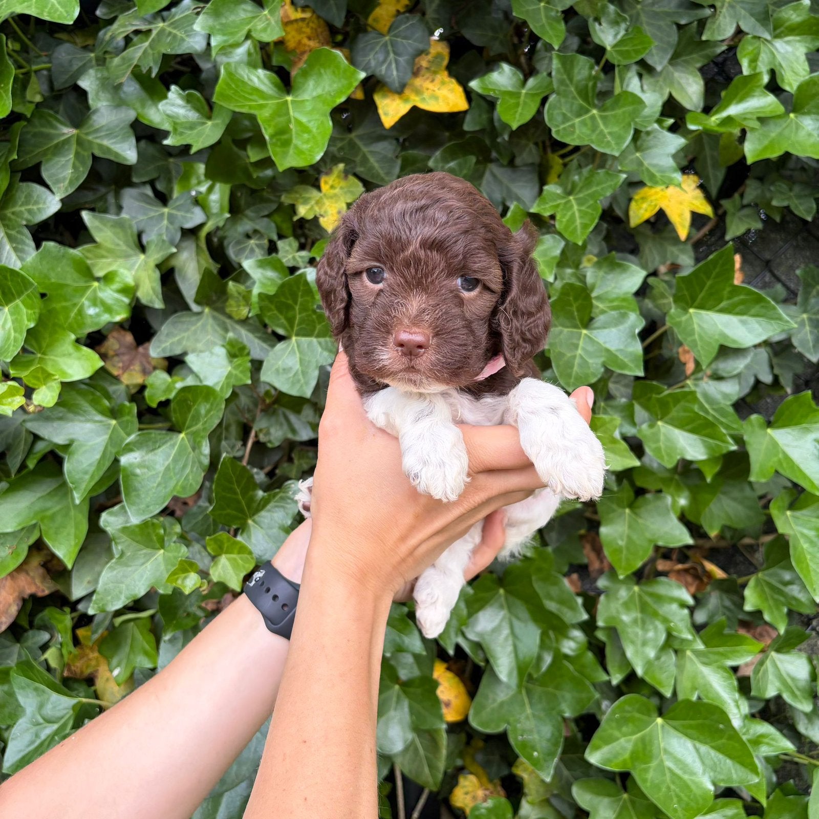 Lagotto Romagnolo - Italiaanse waterhond pups, België, Overige rassen, 8 tot 15 weken, Meerdere