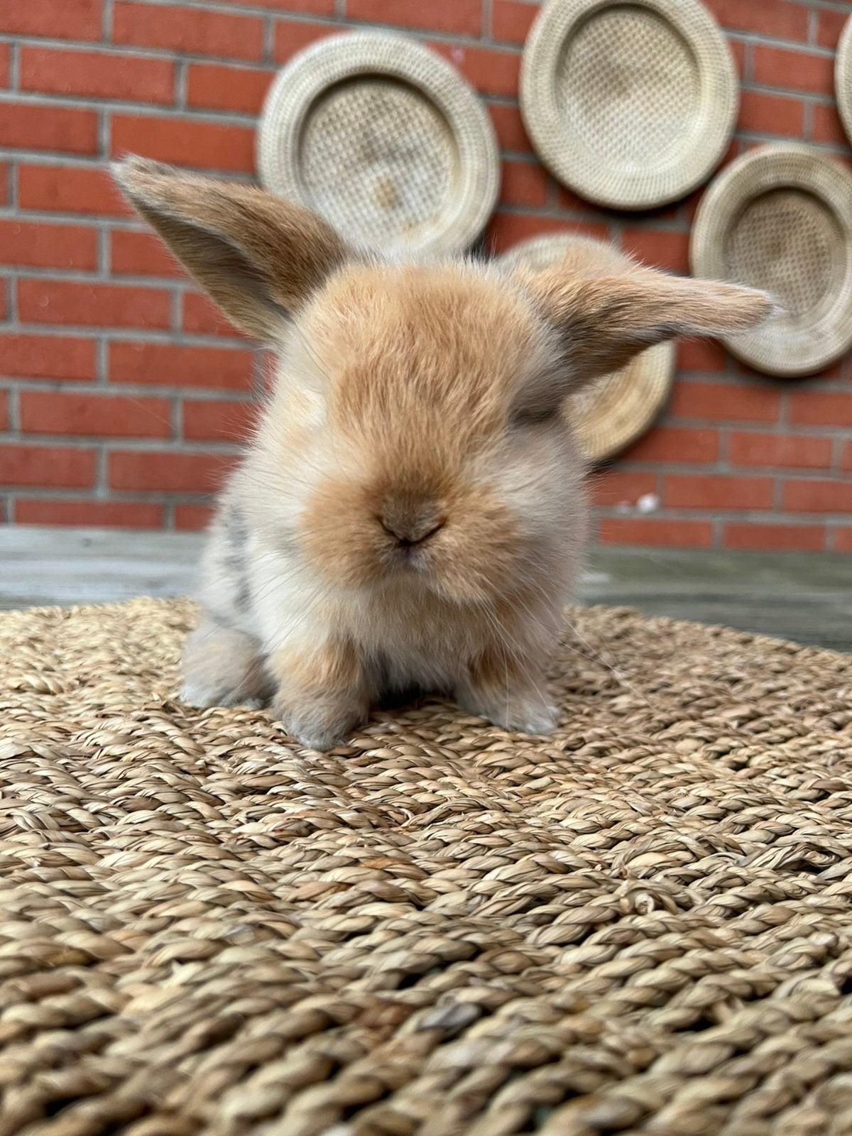 Minilop x nhd voedstertje, Femelle, Petit, Oreilles tombantes, 0 à 2 ans