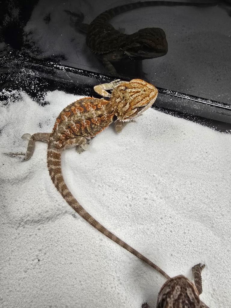 We hebben weer prachtige jonge baardagamen vanaf €64,95, Dieren en Toebehoren, Amfibie