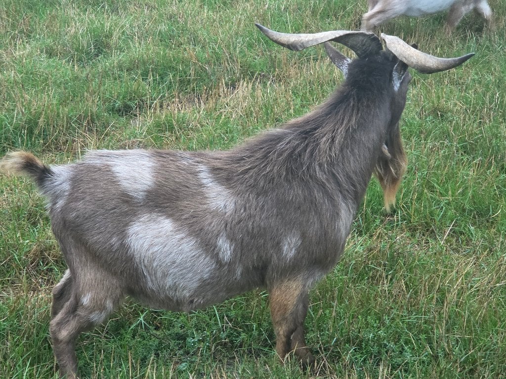 Dwerggeitjes, Animaux & Accessoires, Moutons, Chèvres & Cochons