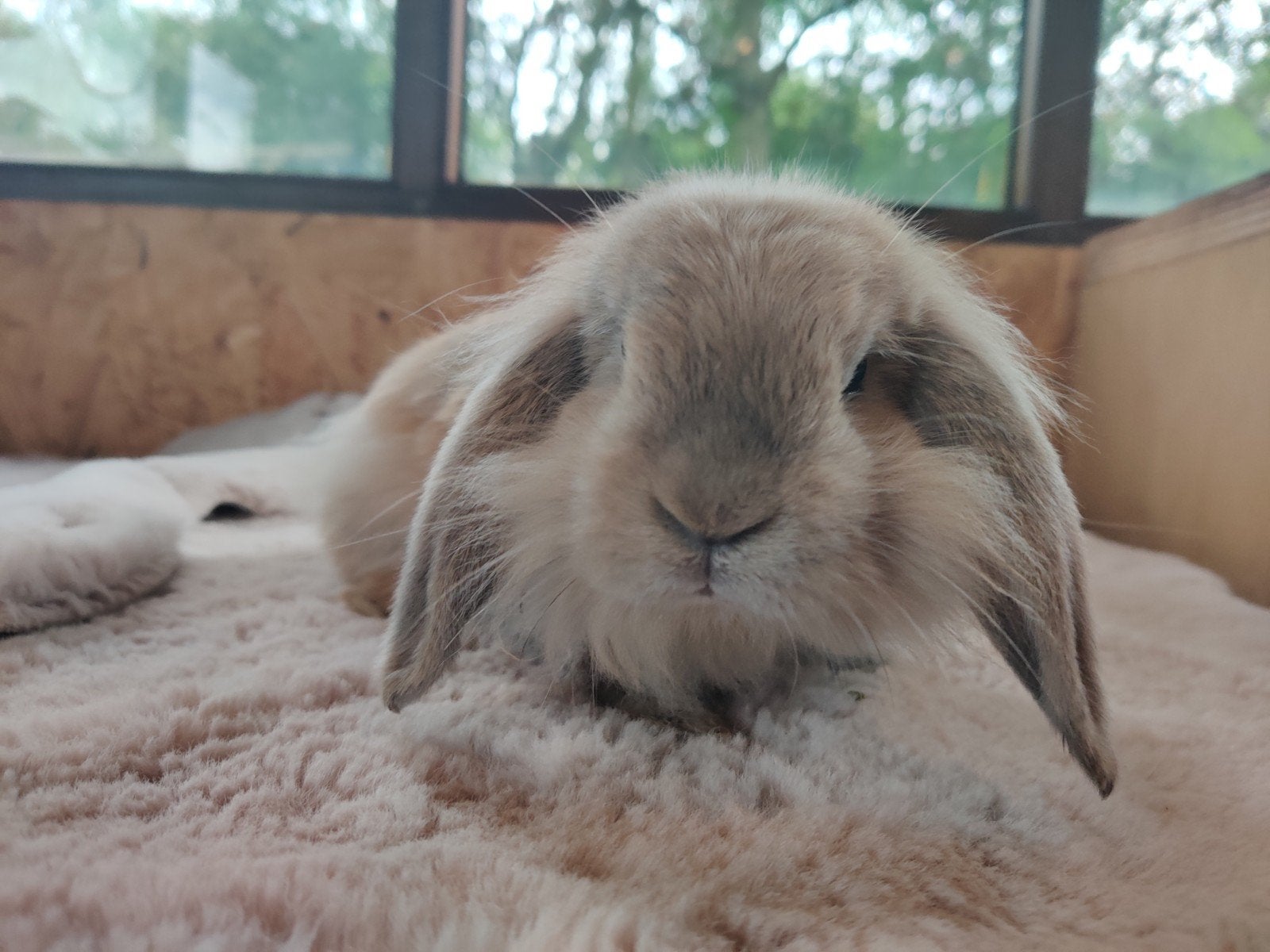 super lief mannetjes konijntje, Dieren en Toebehoren