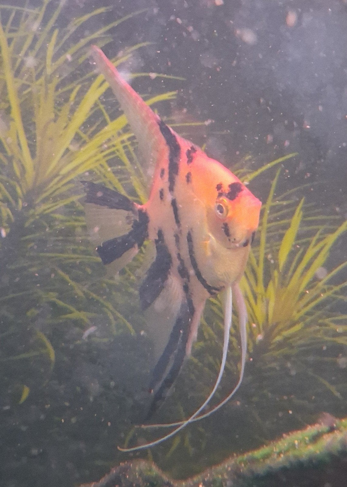 4 mooie grote maanvissen
