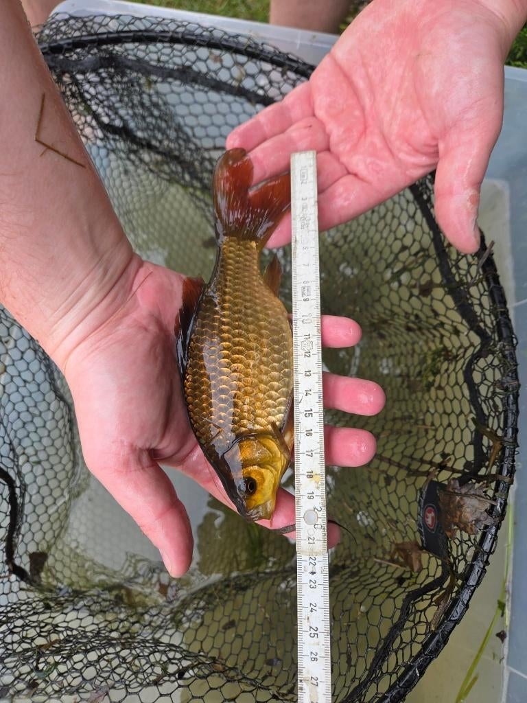 Mooie goudvis 20 cm – eigen kweek, Animaux & Accessoires, Poissons | Poissons d'étang, Poisson(s) rouge(s)