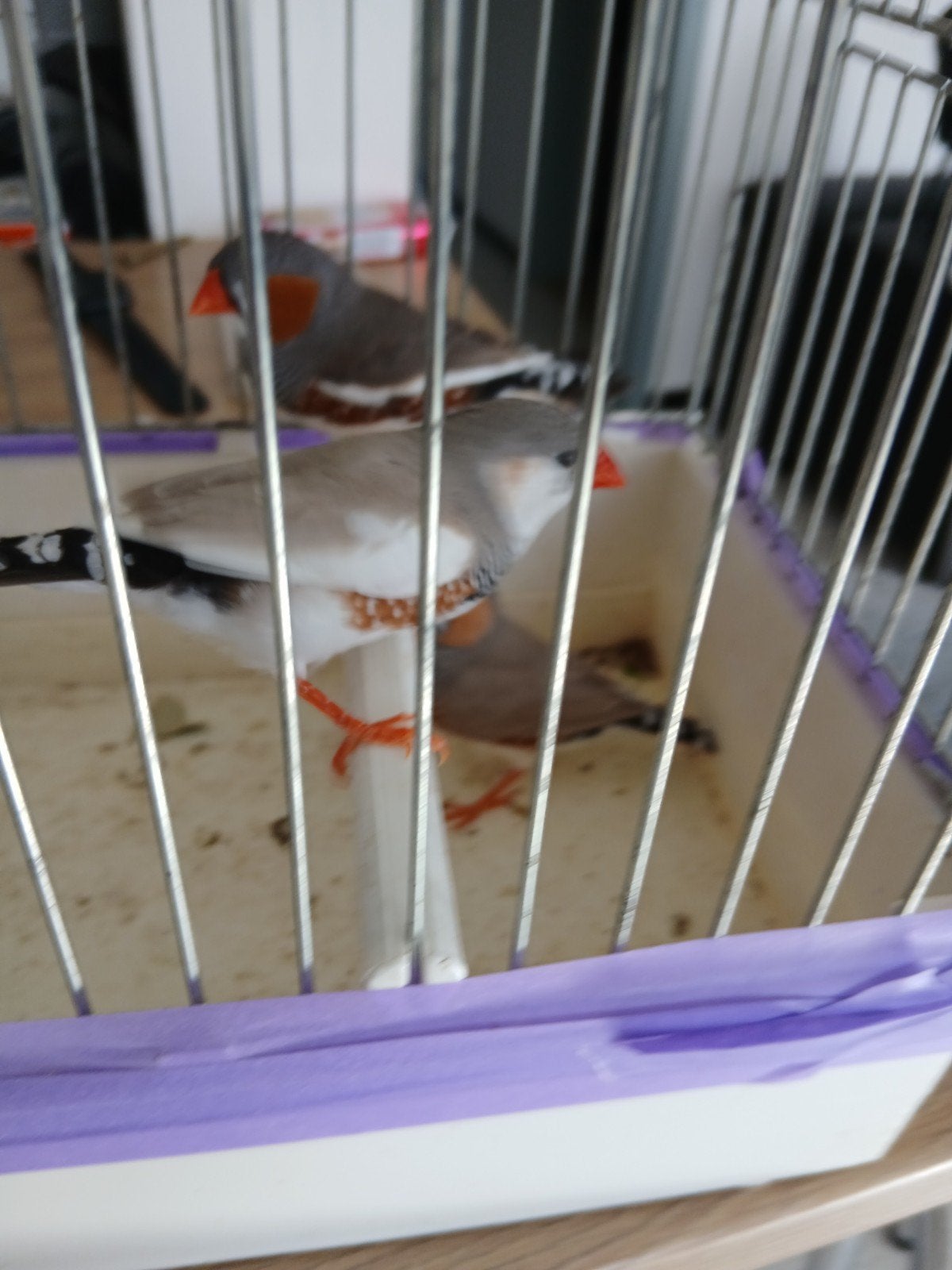 3 man's zebravinken en nog 2 poppen tekoop, Dieren en Toebehoren