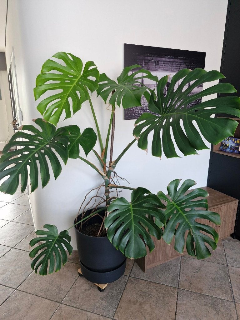 monstera 1m60 hoog, Huis en Inrichting, Kamerplanten, Ophalen, Volledige schaduw, Overige soorten, 150 tot 200 cm