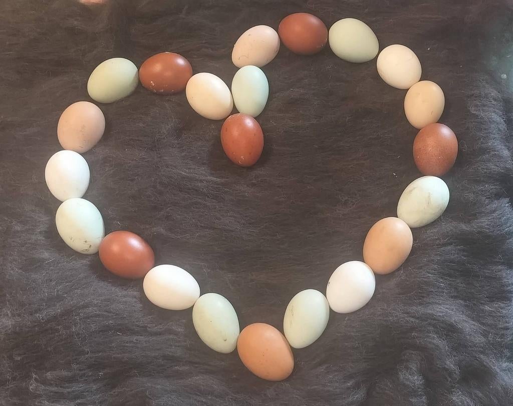 Broedeieren mix kleuren, Dieren en Toebehoren, Pluimvee