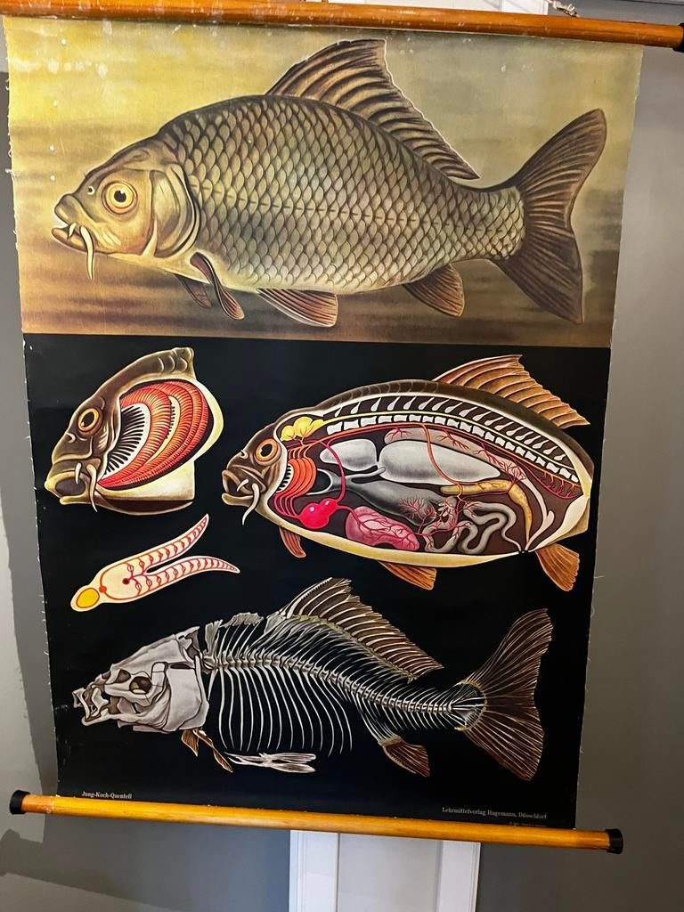 Schoolplaat, Antiek en Kunst, Antiek | Schoolplaten, Ophalen of Verzenden