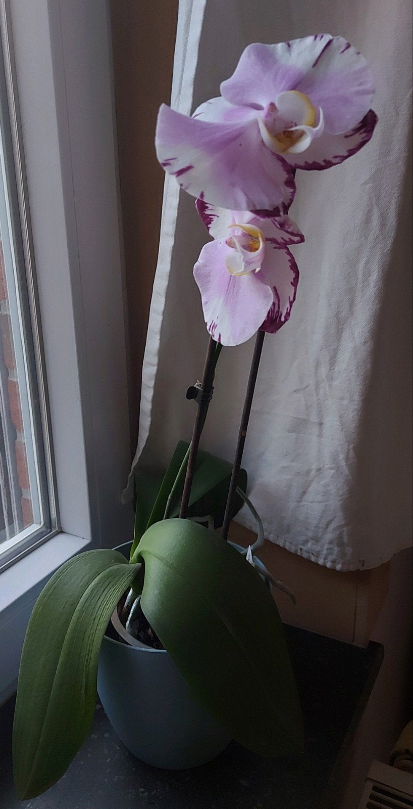orchidée, Enlèvement