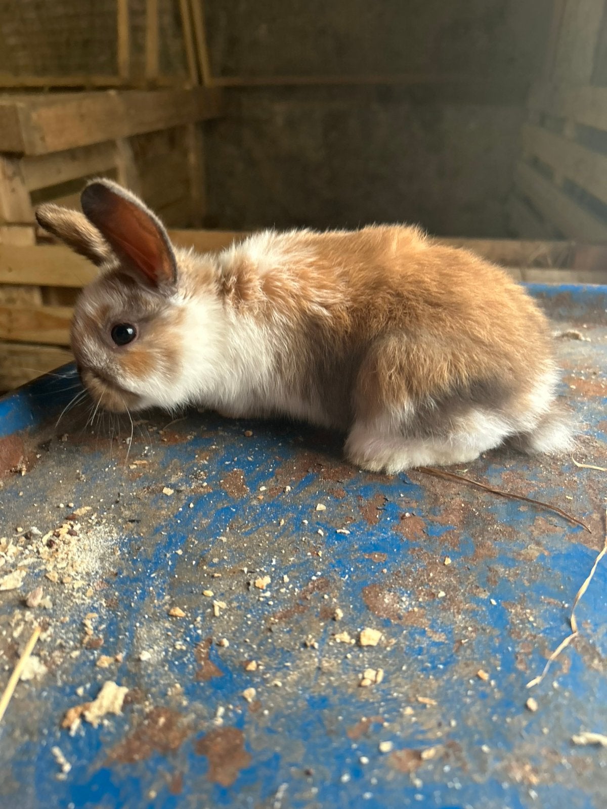 Lief Hangoordwerg Konijntje mannetje, Dieren en Toebehoren, Konijnen, Hangoor