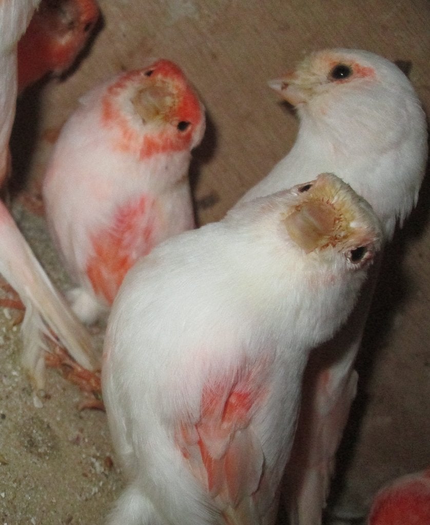 roodmozaiek kanaries, Dieren en Toebehoren, Vogels | Kanaries, Meerdere dieren, Kleurkanarie