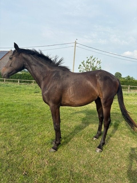 paard, Animaux & Accessoires, Chevaux, Jument, Non dressé, Moins de 160 cm, 0 à 2 ans, Cheval de saut, Avec pedigree, Avec puce électronique