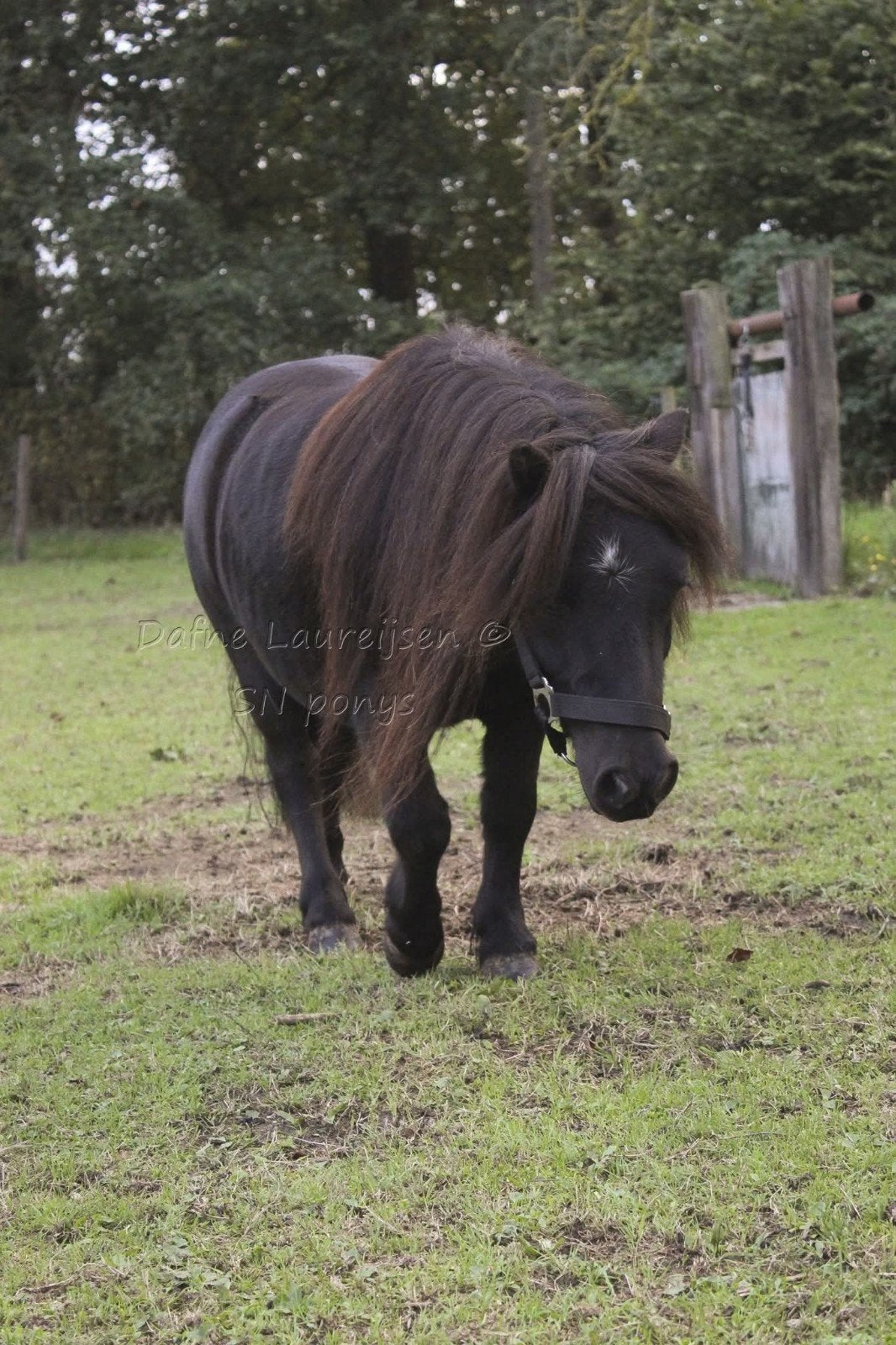 🩵sociale 6 jarige shetland ruin 🩵, Dieren en Toebehoren, Ruin, A pony (tot 1.17m), Met stamboom, 3 tot 6 jaar