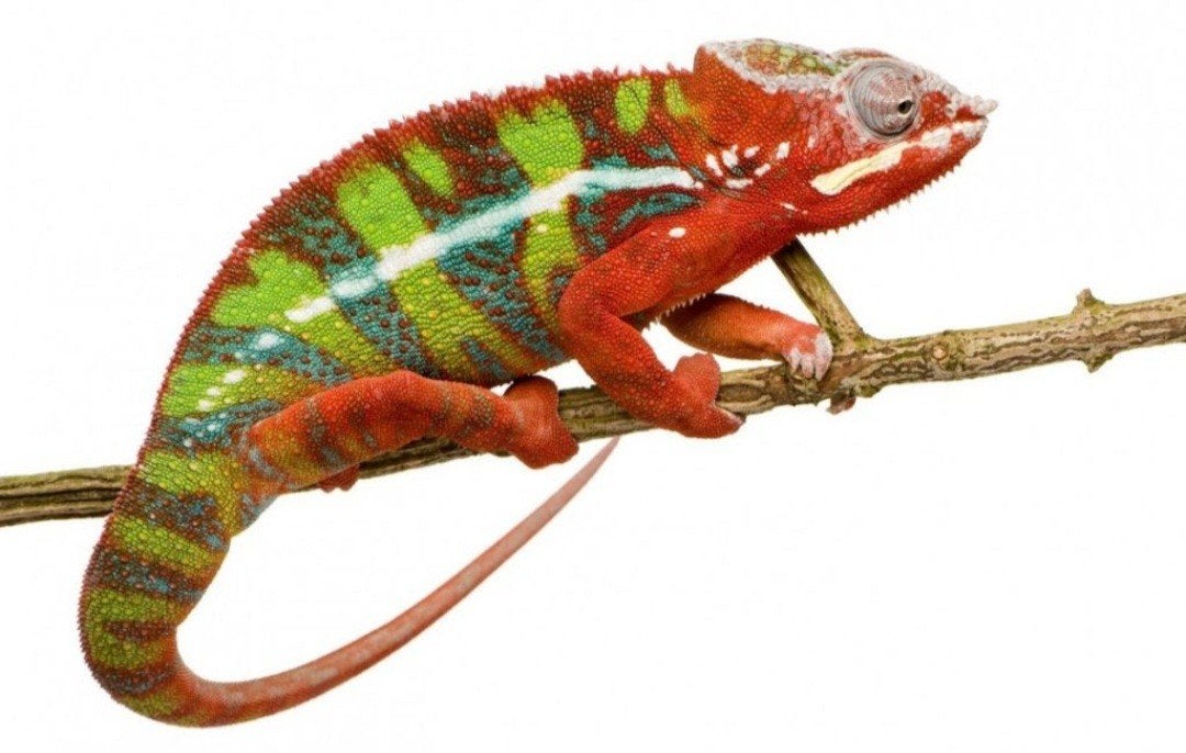 panterkameleon