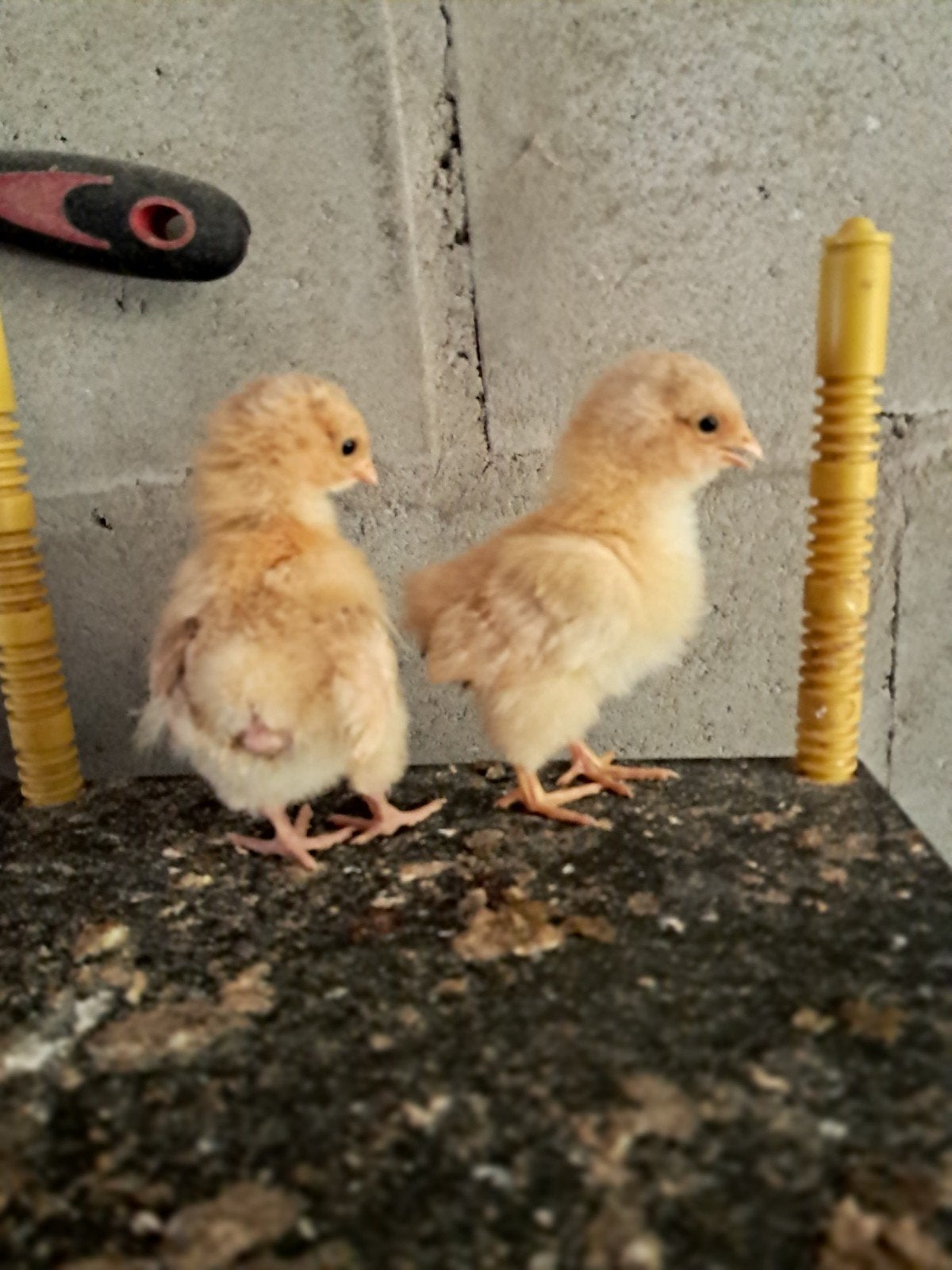 Orpington buf kuikens, Dieren en Toebehoren, Geslacht onbekend