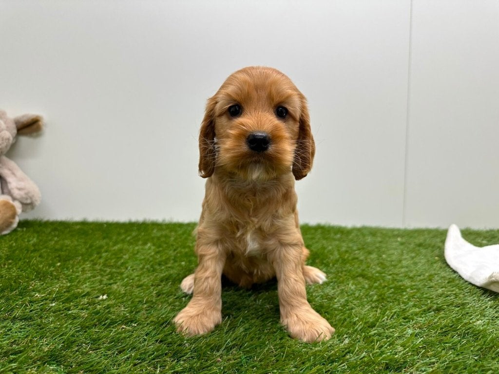 Nestje Cockapoo pups 1