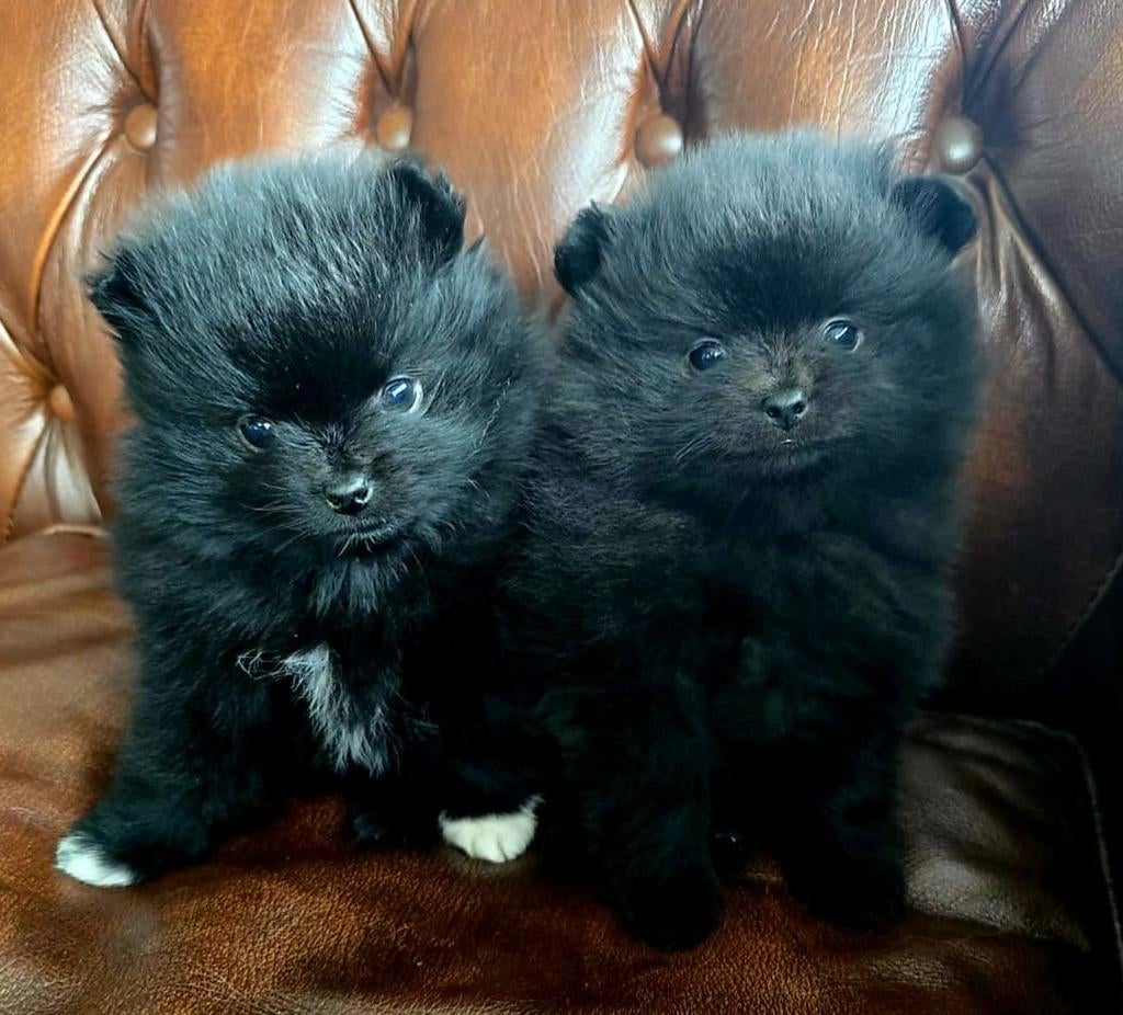 Dwerg kees Puppies pomeranian pomeriaan, Parvo, België, Fokker | Hobbymatig, Keeshond