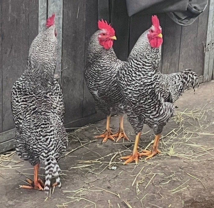 3 hanen zoeken nieuwe thuis, Mannelijk, Kip
